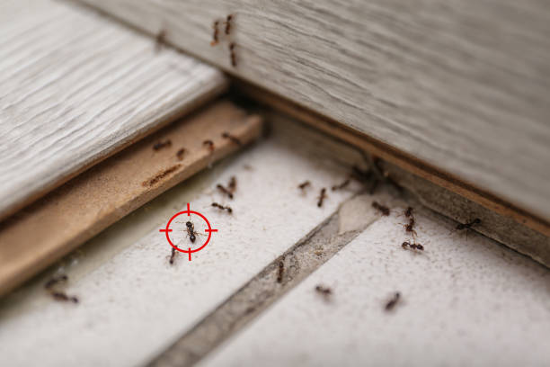 Best Mosquito Control Services  in Bellemont, AZ