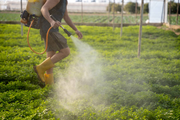 Best Mosquito Control Services  in Bellemont, AZ