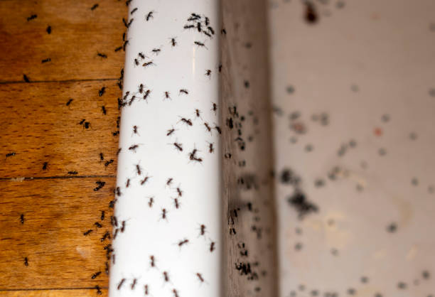 Best Exterminator Services  in Bellemont, AZ