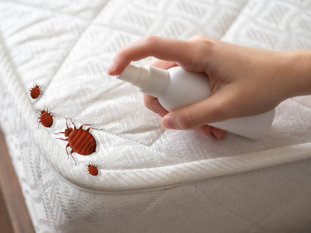 Best Best Pest Control Companies  in Bellemont, AZ