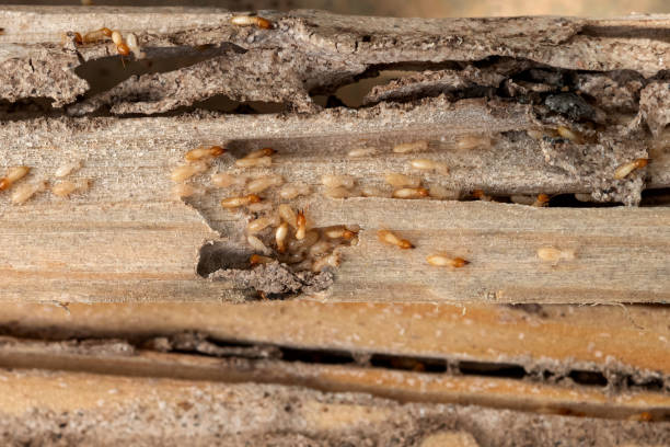 Bellemont, AZ Pest Control Company