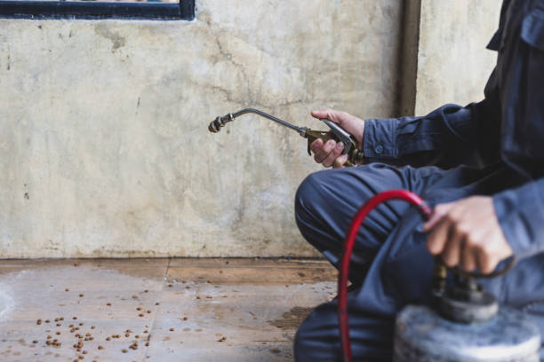 Best Flea Control Services  in Bellemont, AZ
